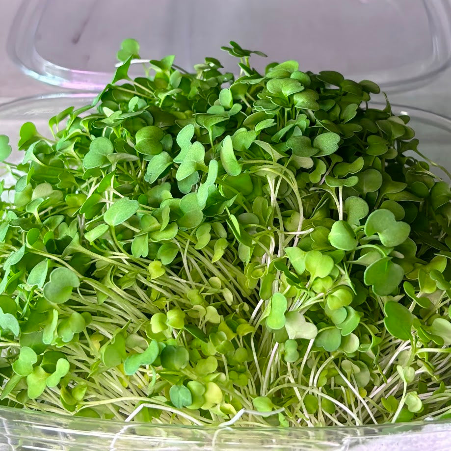 Organic Arugula Microgreens