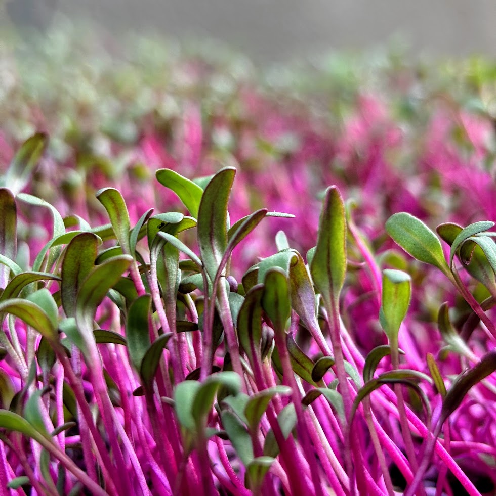 Organic Beet Microgreens