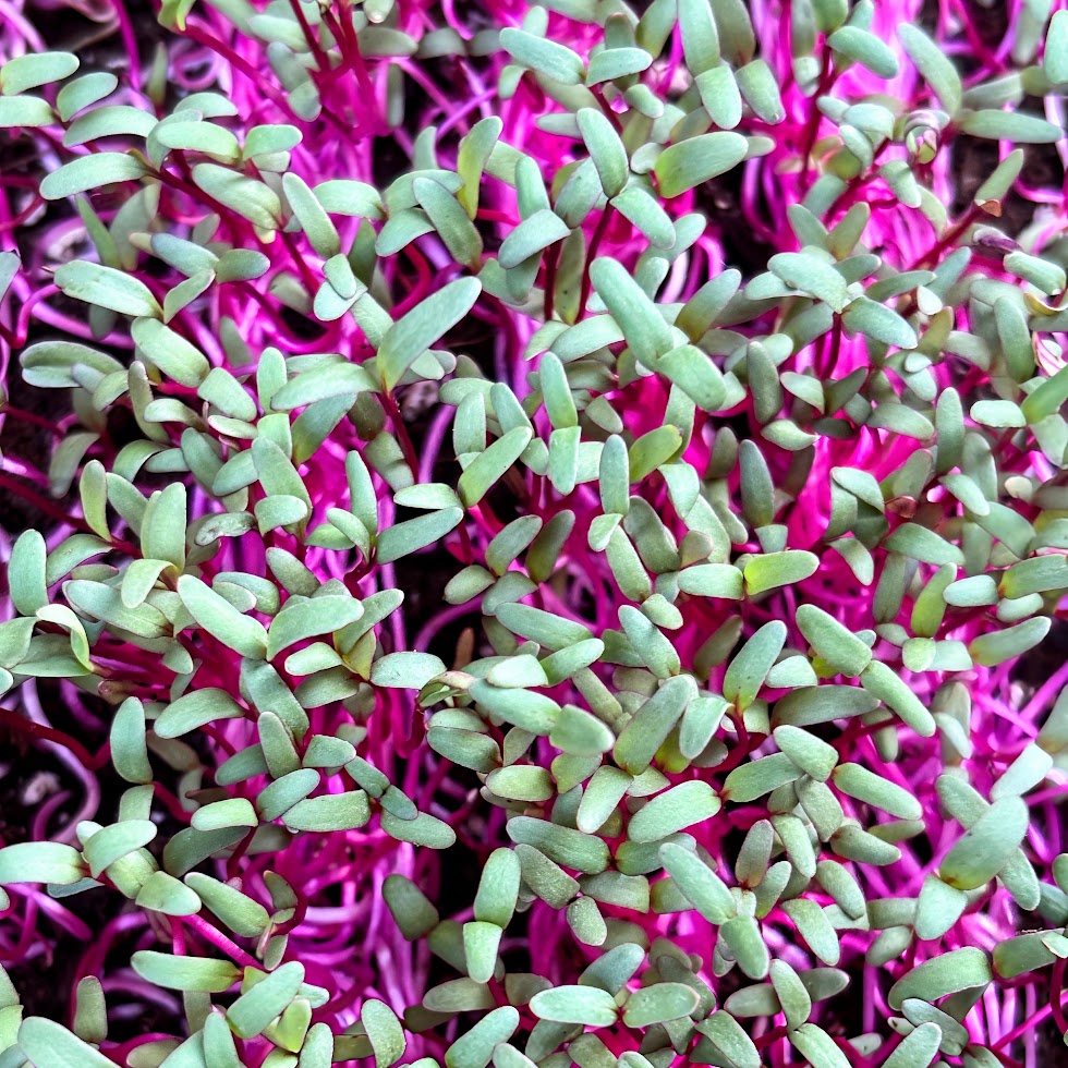 Organic Beet Microgreens