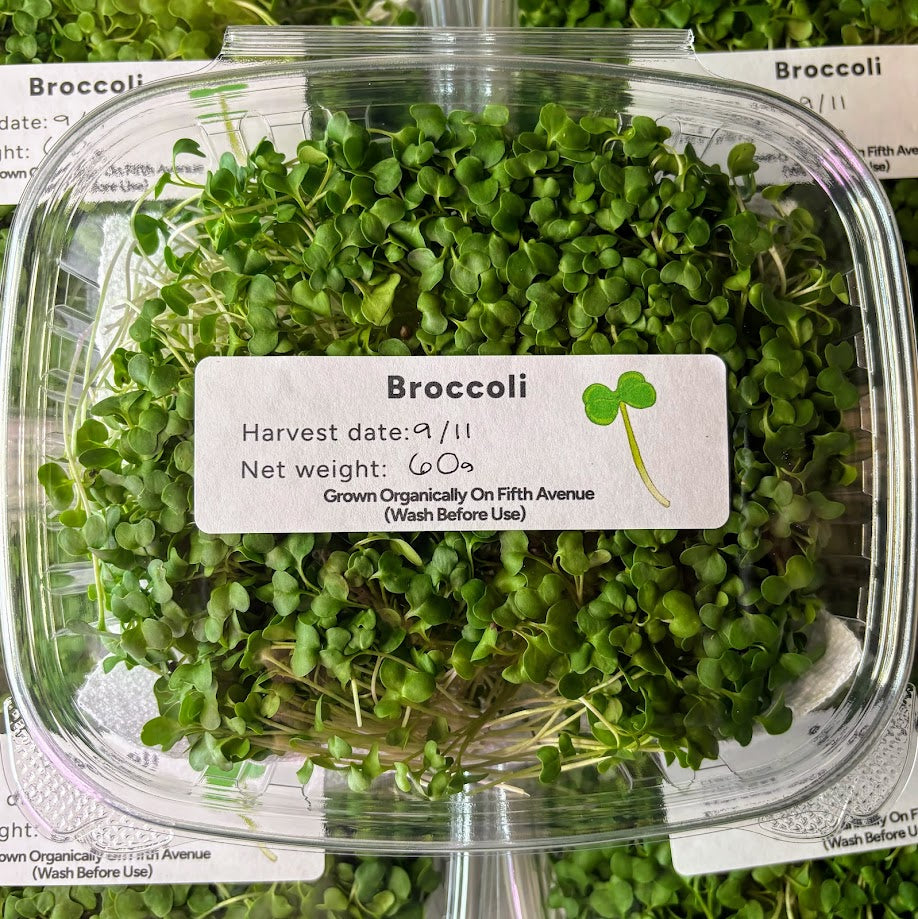 Organic Broccoli Microgreens