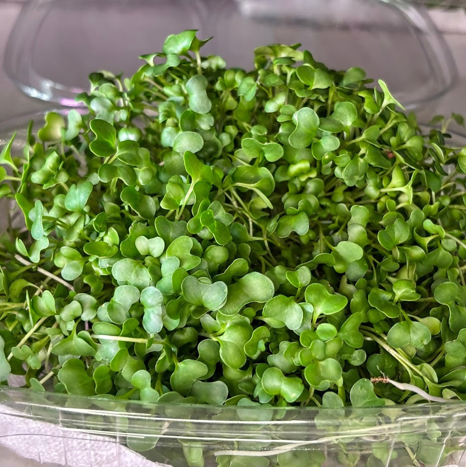 Organic Broccoli Microgreens