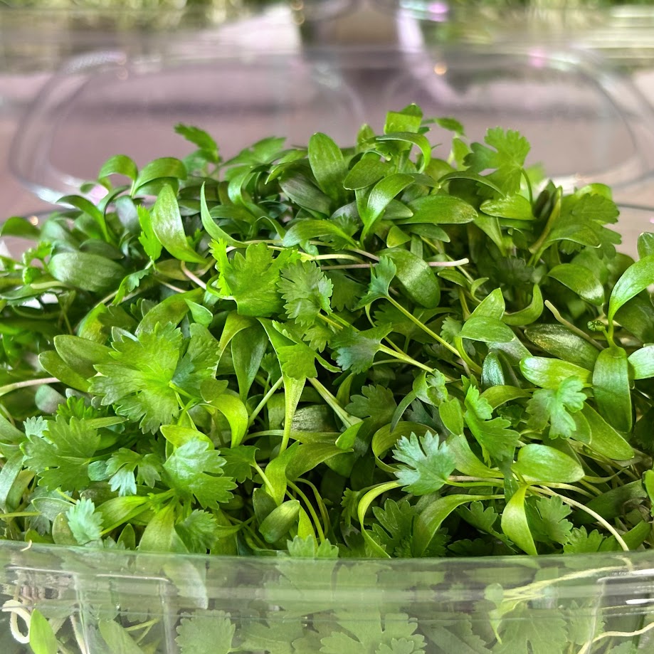 Organic Cilantro Microgreens