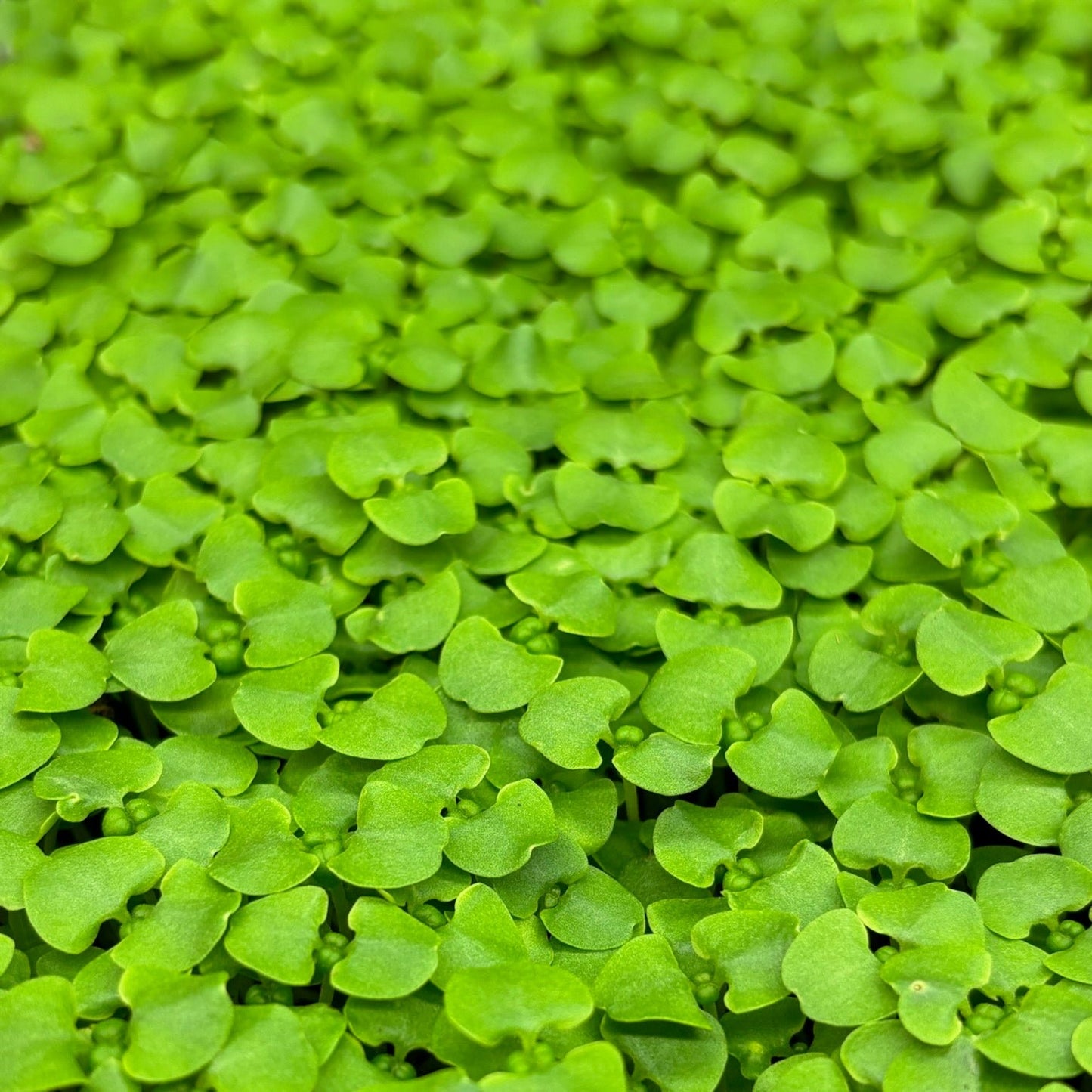 Organic Basil Microgreens