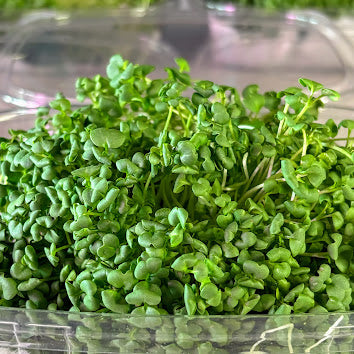 Organic Mustard Microgreens