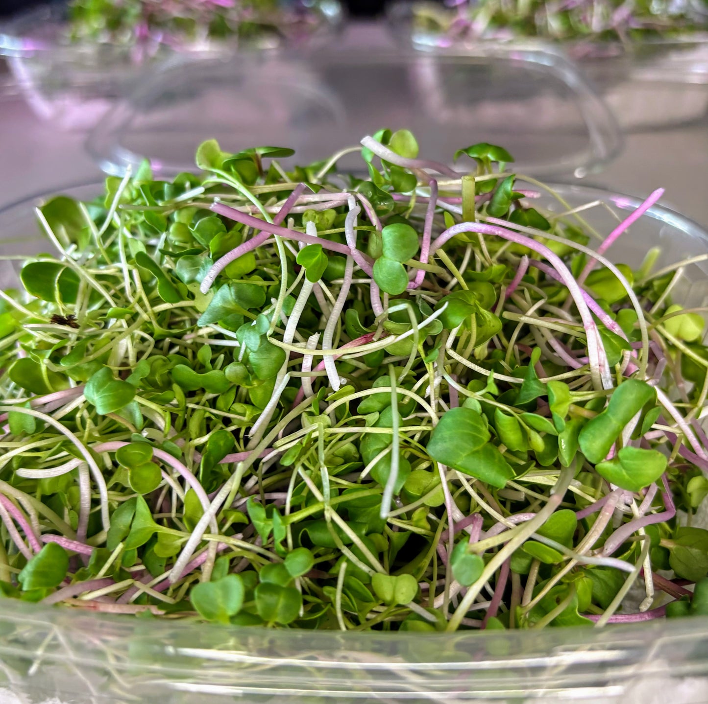 Organic Salad Mix