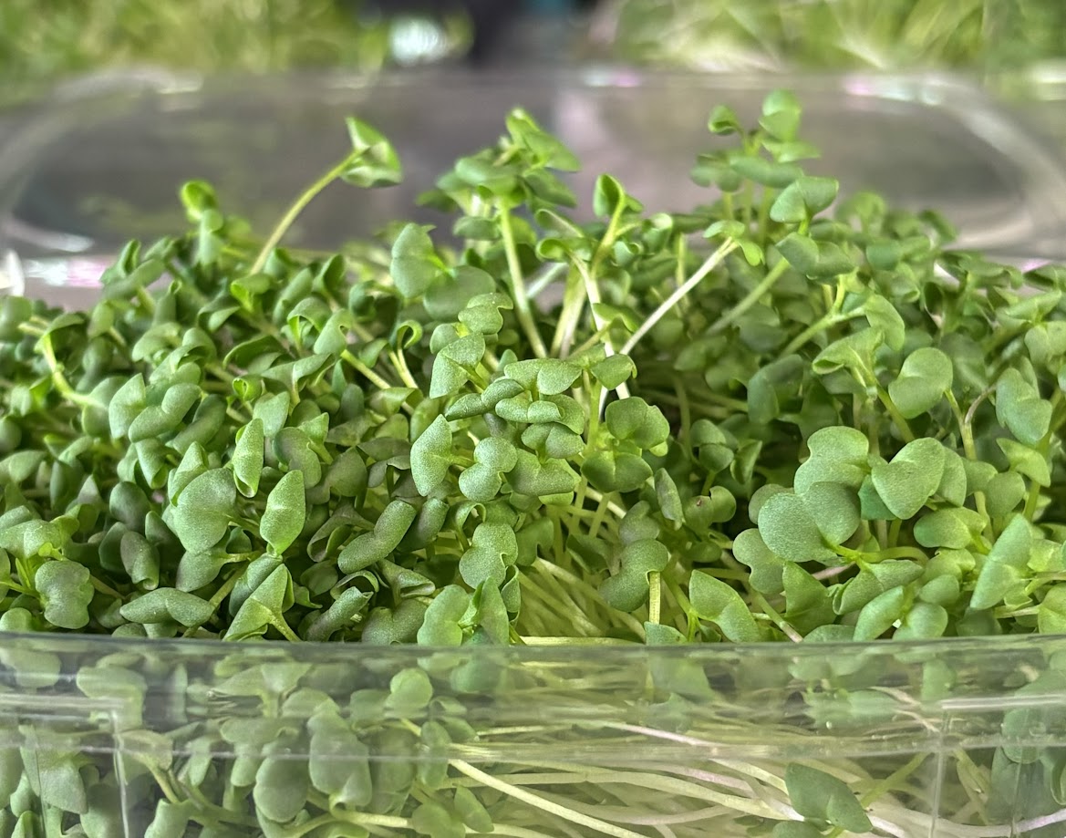 Organic Radish Microgreens