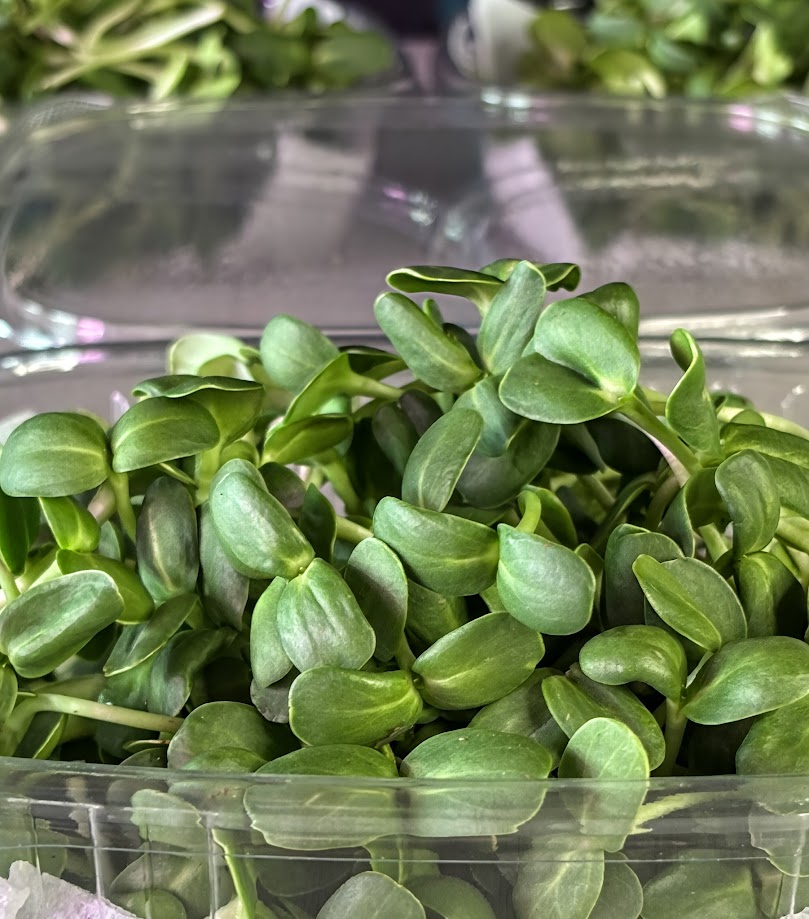 Organic Sunflower Microgreens