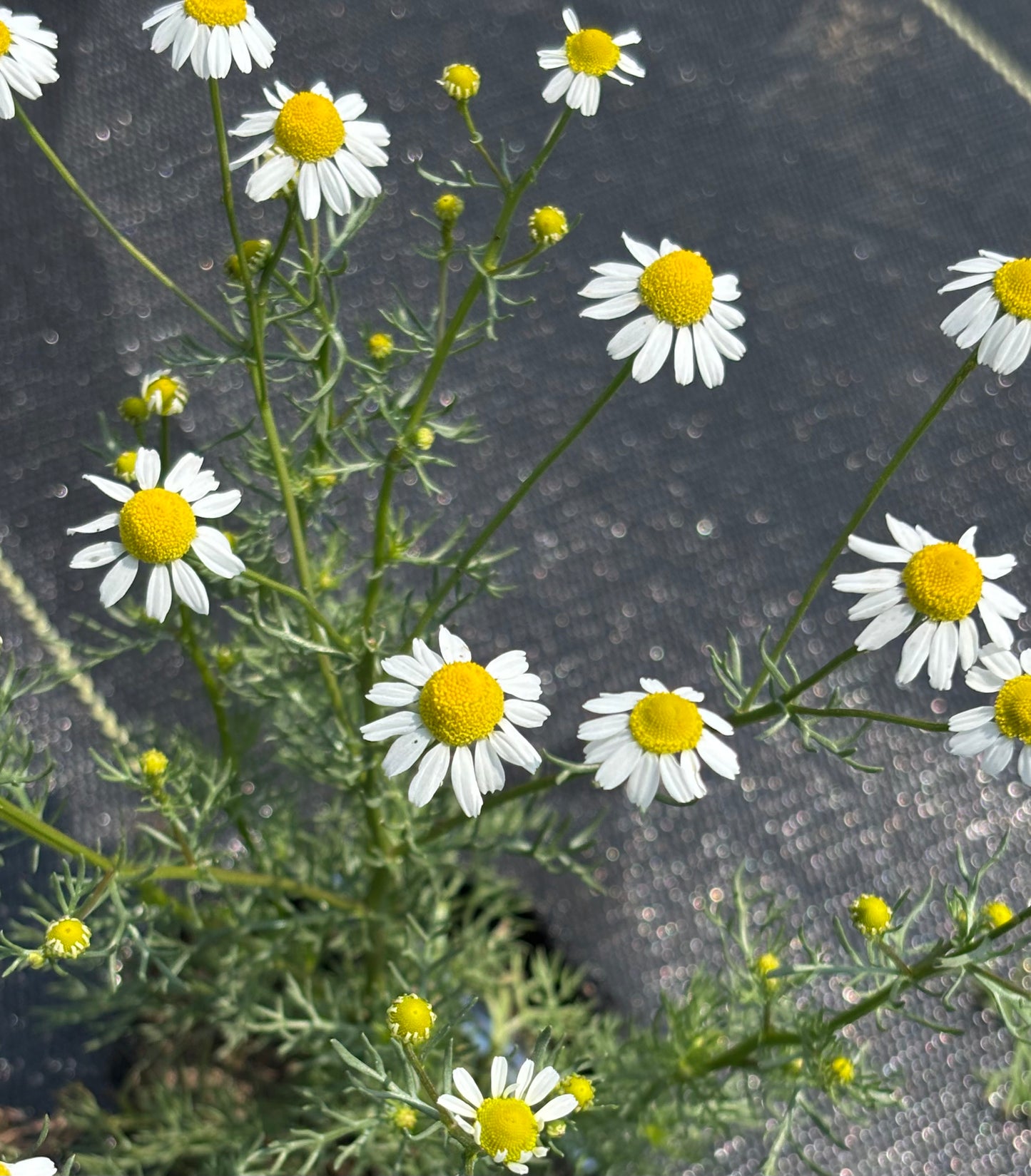 ORGANIC CAMOMILE