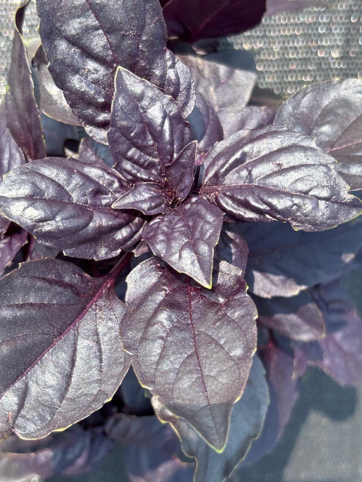 Basil
