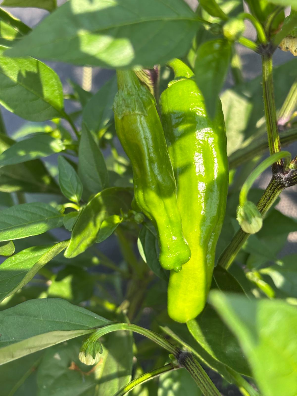Pepperoncini