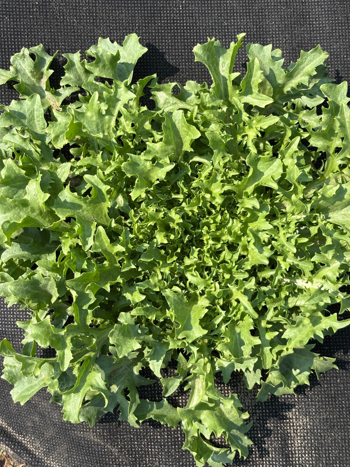 Frisee lettuce