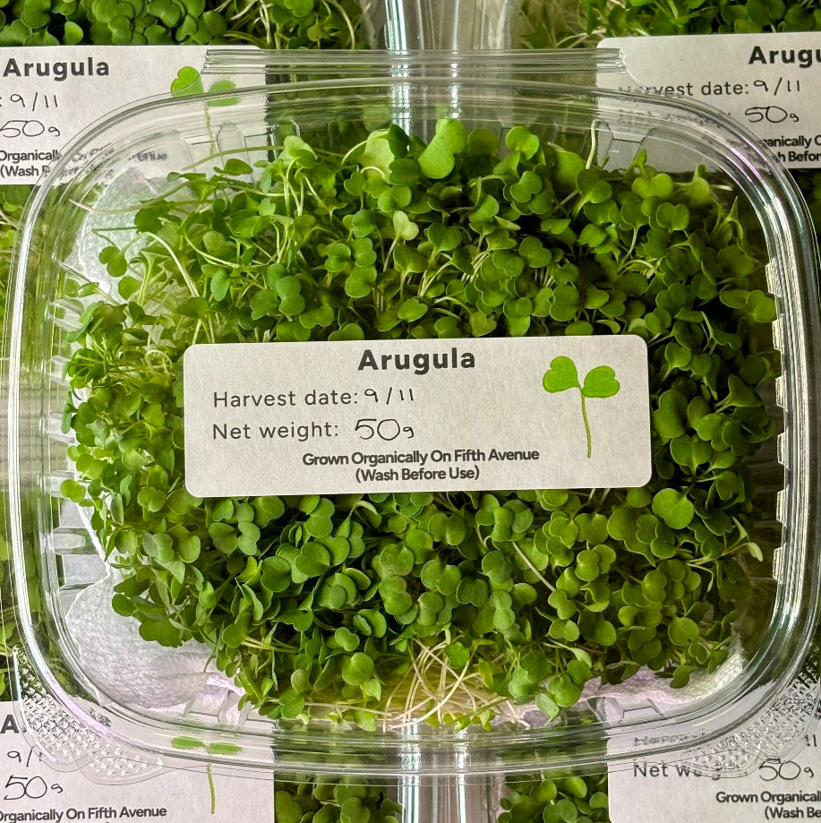 Organic Arugula Microgreens