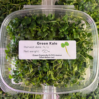 Organic Kale Microgreens