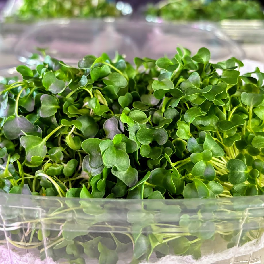 Organic Kale Microgreens