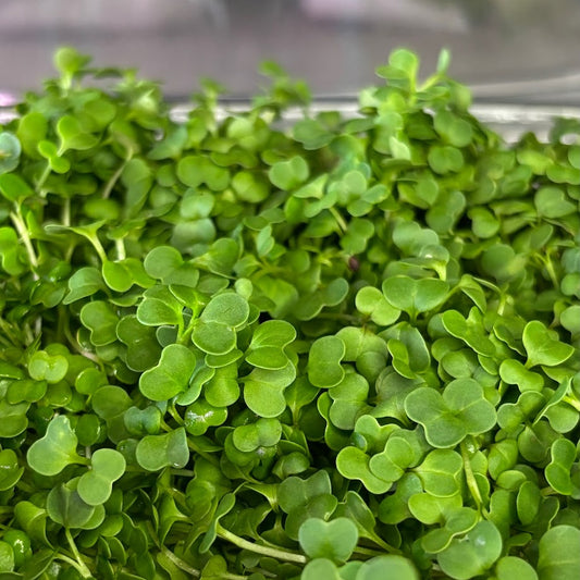 Organic Spigarello Microgreens