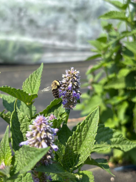 ORGANIC ANNISE HYSSOP