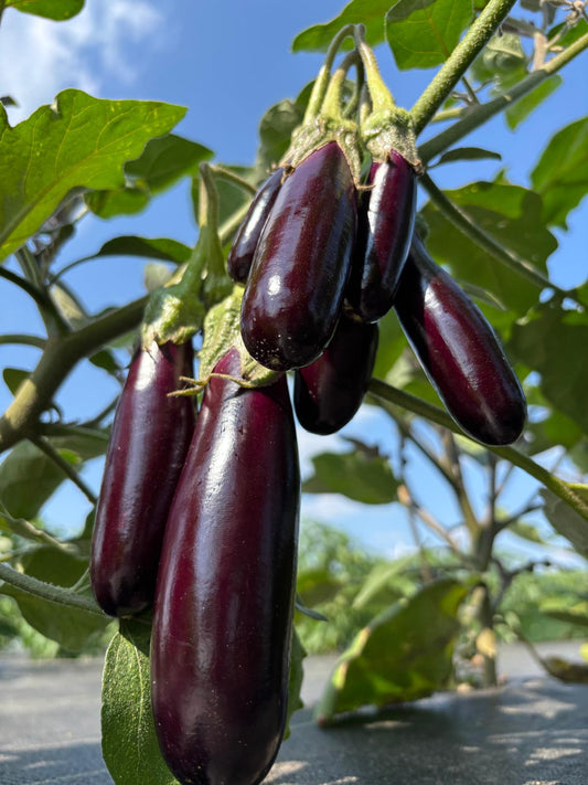 Eggplant