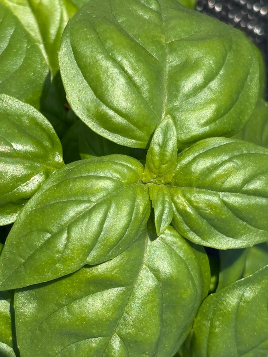 Basil