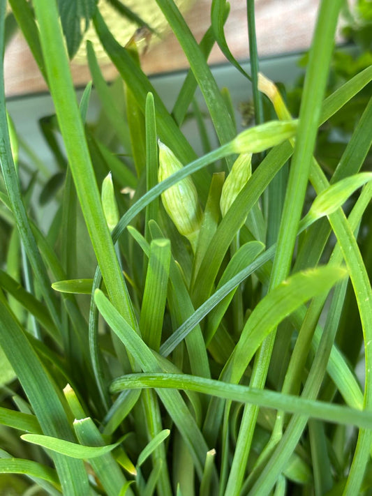Garlic chives