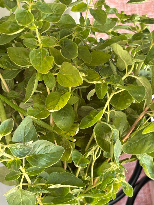 Oregano